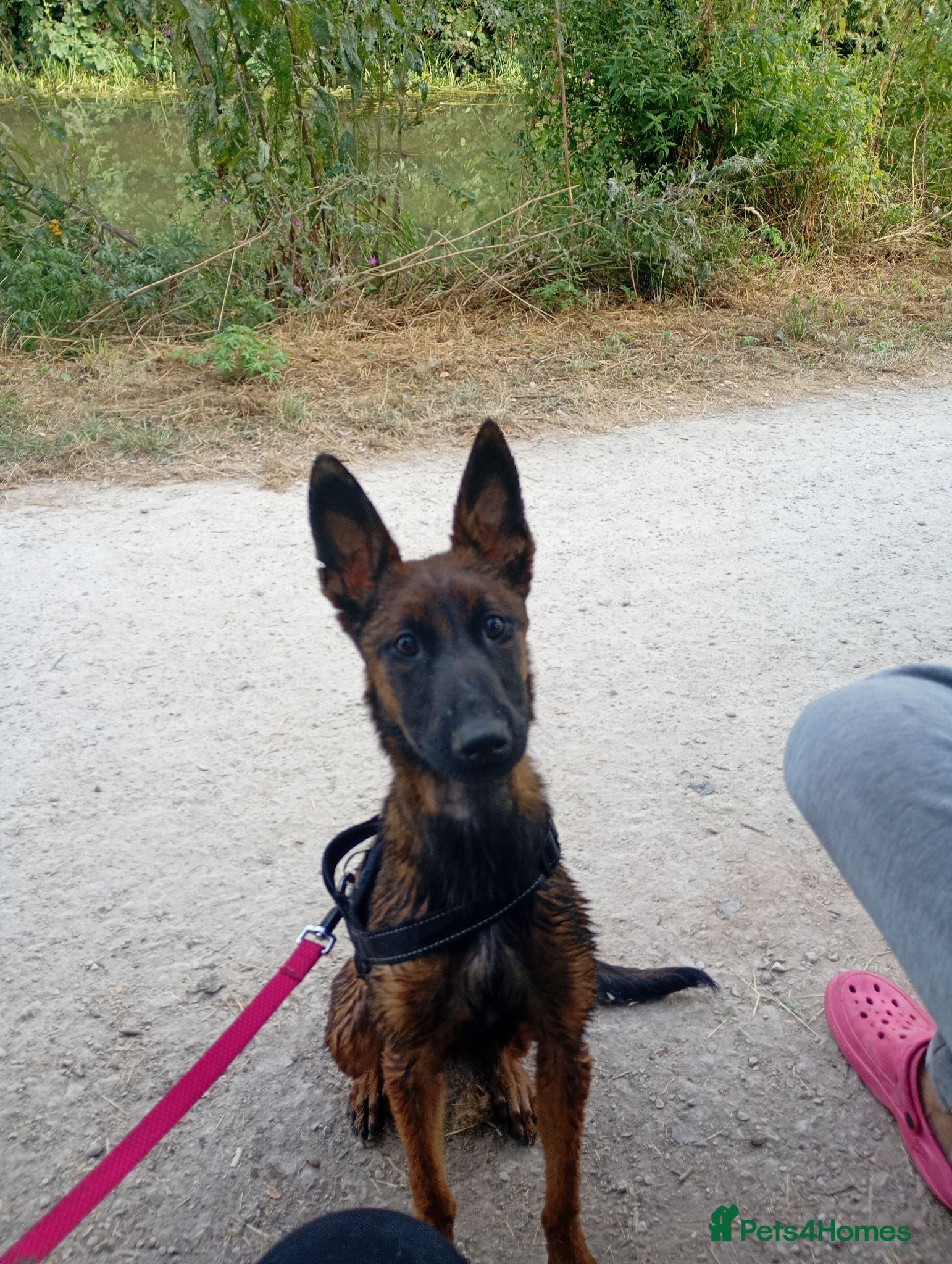 Belgian Shepherd Dog dogs 8 month old Belgian malinois  - Advert 3