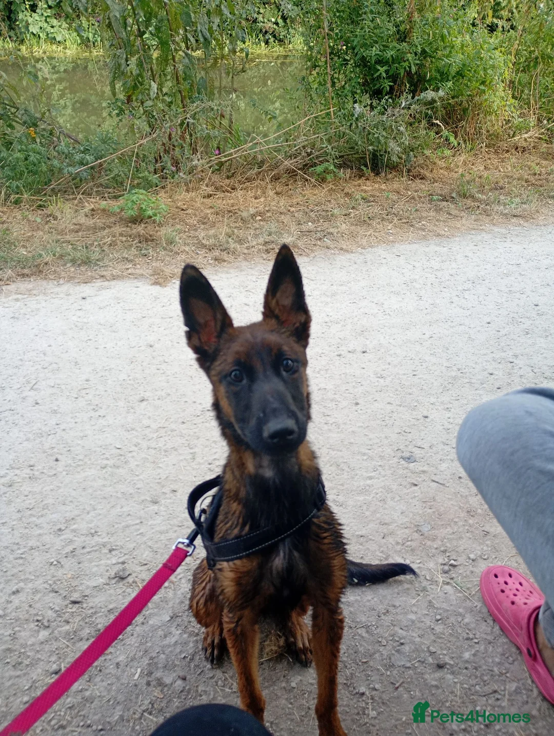 Belgian Shepherd Dog dogs for sale: 8 month old Belgian malinois  in Chesterfield - Advert 1