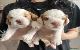 Mixed Breed dogs for sale: Sprocker puppies - Image 1