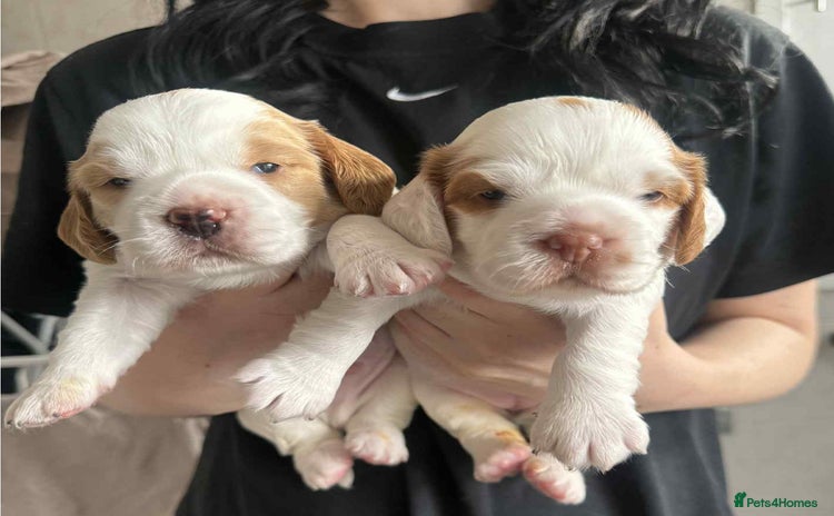 Mixed Breed dogs - Advert 2