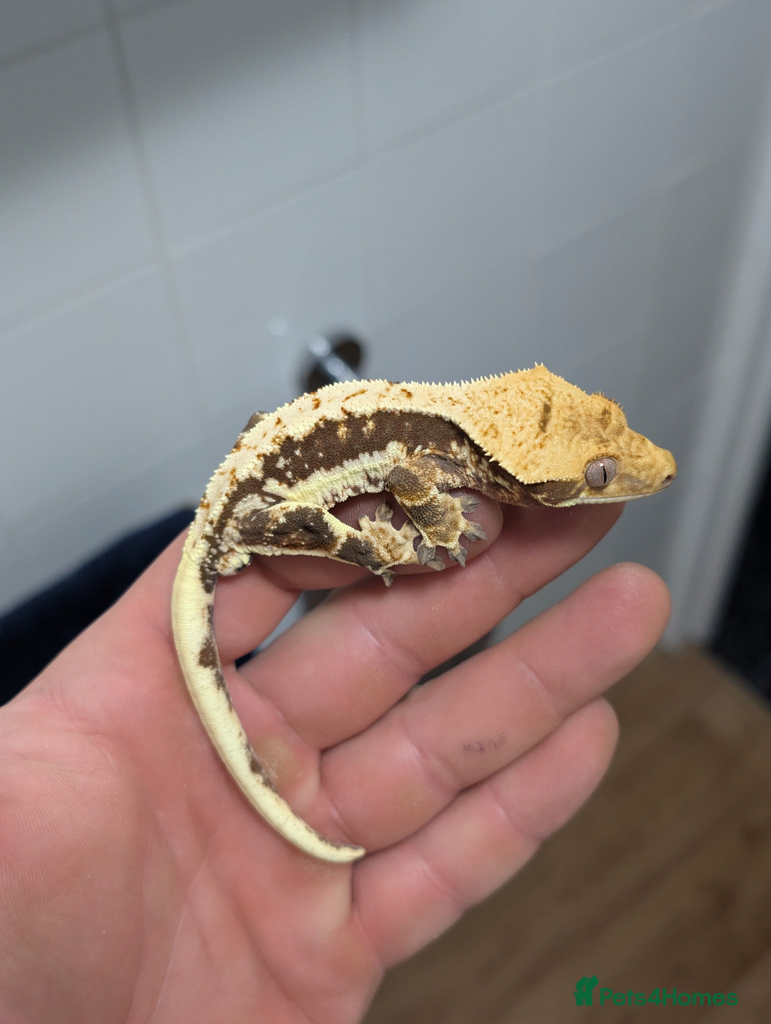 Gecko reptiles Available Lilly Whites - Advert 9