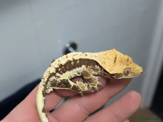 Gecko reptiles Available Lilly Whites - Advert 9