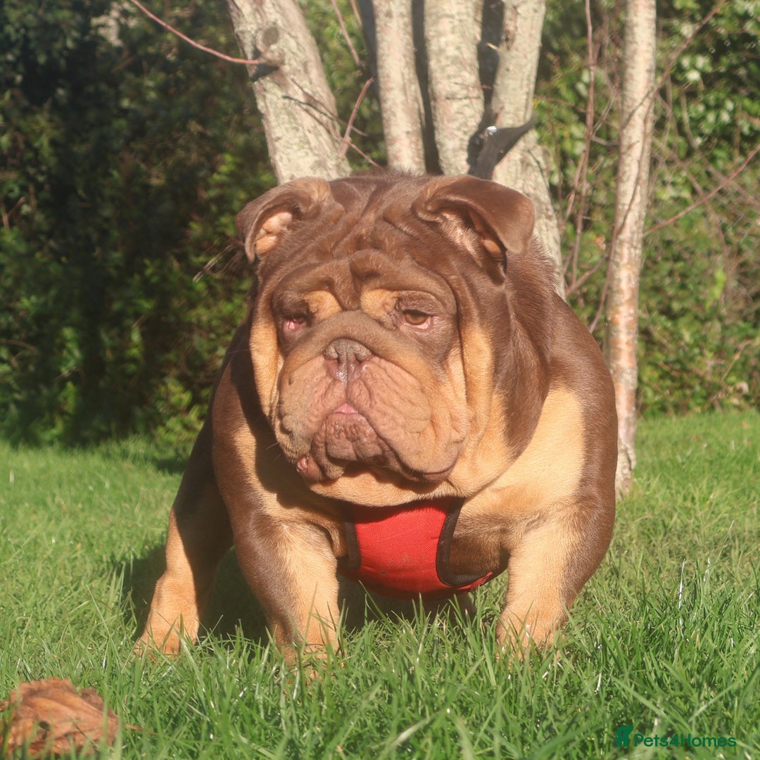 English Bulldog dogs for stud: ⭐️ ROCKEFELLER ⭐️ - Advert 6