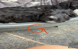 Cockapoo dogs for sale: F1 Adorable CockerPoo Puppies  - Image 18
