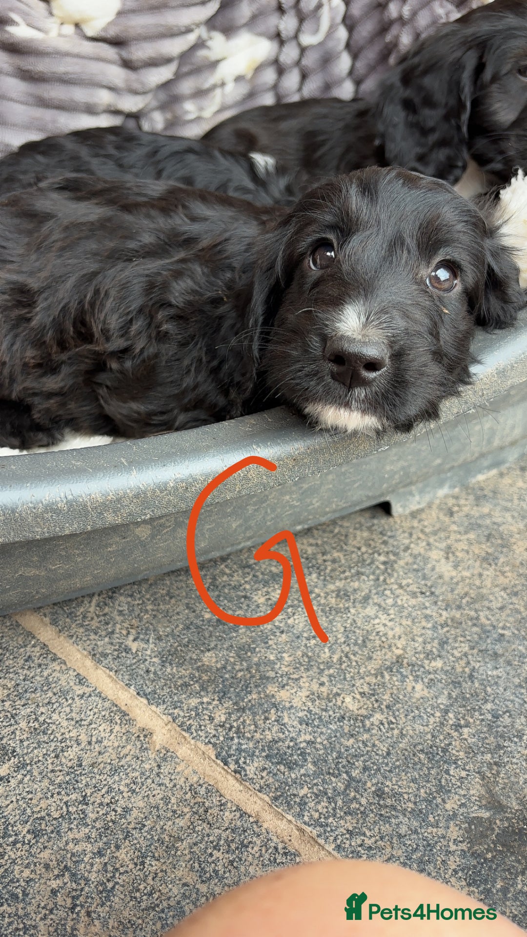 Cockapoo dogs for sale: F1 Adorable CockerPoo Puppies  - Image 18