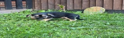Mixed Breed dogs for sale: Puppy puppie for sale half frencie and yorkiepoo  - Advert 5