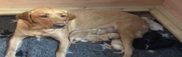 Labrador Retriever dogs for sale: Kc registered labrador puppies - Advert 2