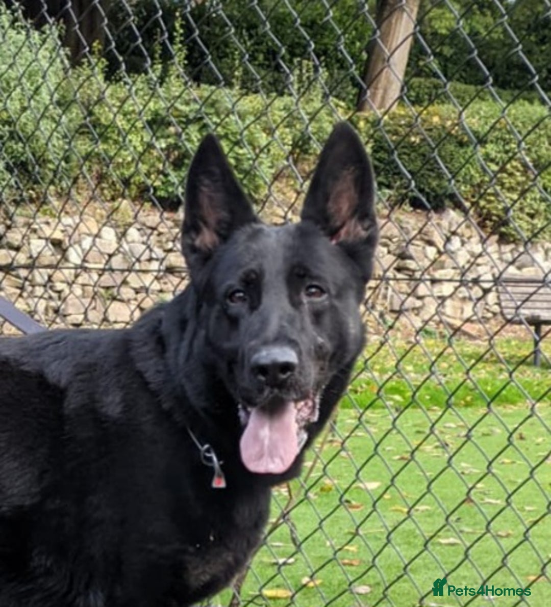 German Shepherd dogs for sale: CZECH DDR WEST GERMAN OLD BLOODLINE KC - Image 5