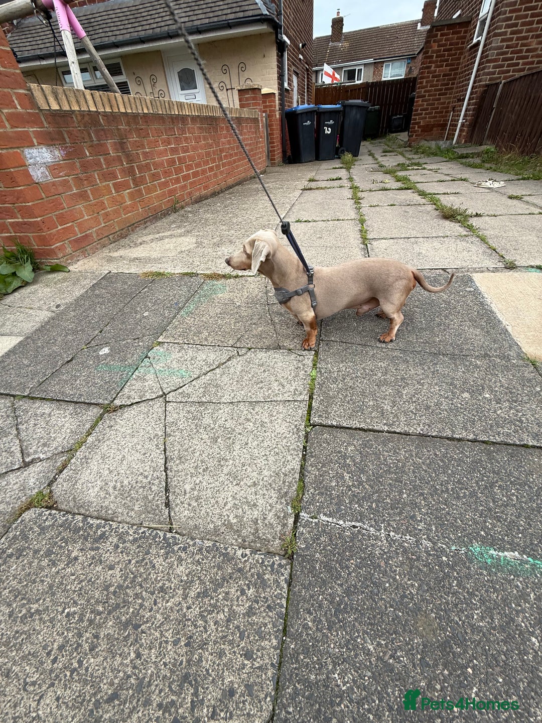 Miniature Dachshund dogs for stud: Isabella & Tan Miniature Daschund Stud - Image 2