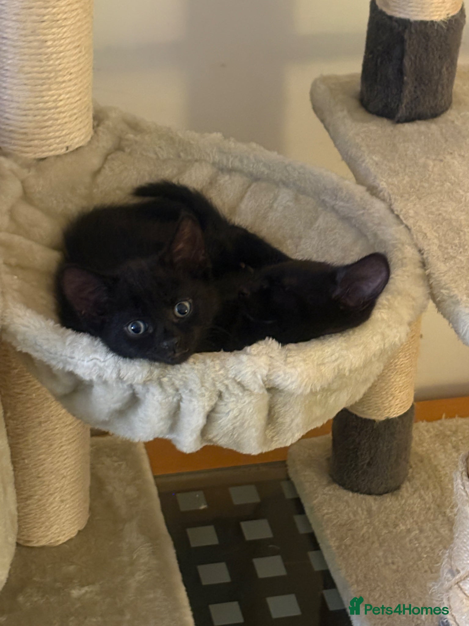 Mixed Breed cats for sale: 3 black kittens (boys) - Advert 10