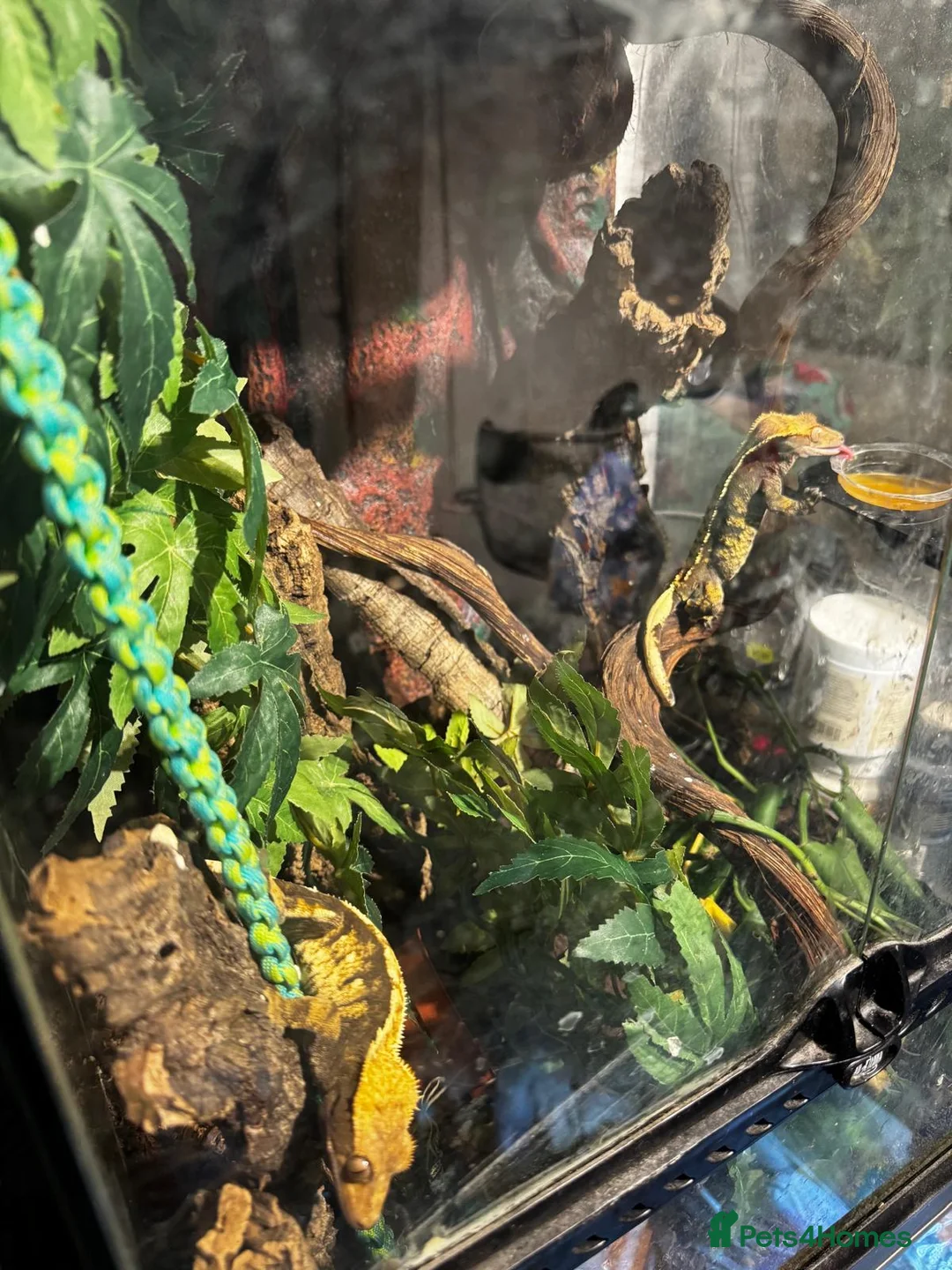 Gecko reptiles for sale: For sale, 5 geckos mixed - Advert 2