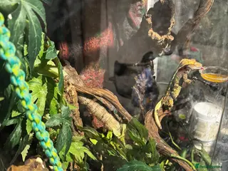 Gecko reptiles For sale, 2 geckos mixed - Advert 1