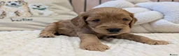 Cavapoo dogs for sale: BEAUTIFUL F1B CAVAPOO PUPPIES  - Advert 30