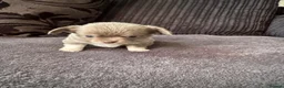 Chihuahua dogs for sale: Gorgeous lilac puppies  - Advert 8