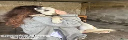 Mixed Breed dogs for adoption: Kayleigh, 1 yr approx. Available for adoption. - Advert 14
