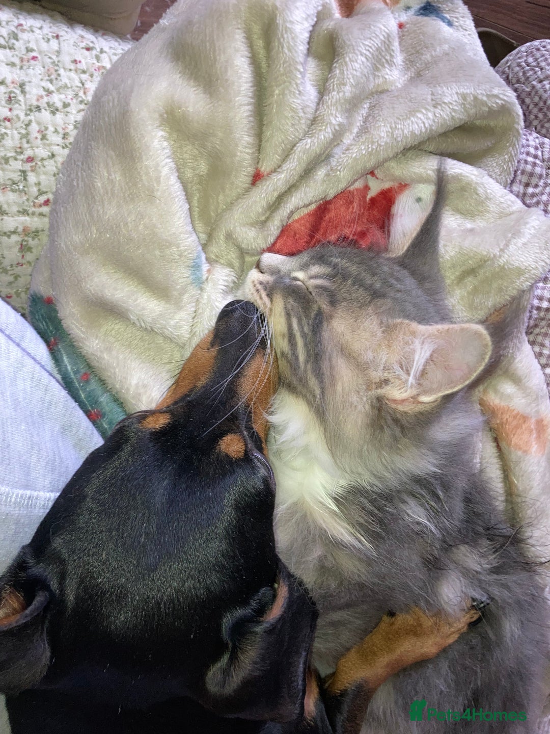 Maine Coon cats for sale: Full Maine Coon Kittens Ready Now - Advert 22