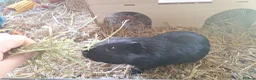 Guinea Pig rodents for sale: Boy Guinea Pigs - Advert 8