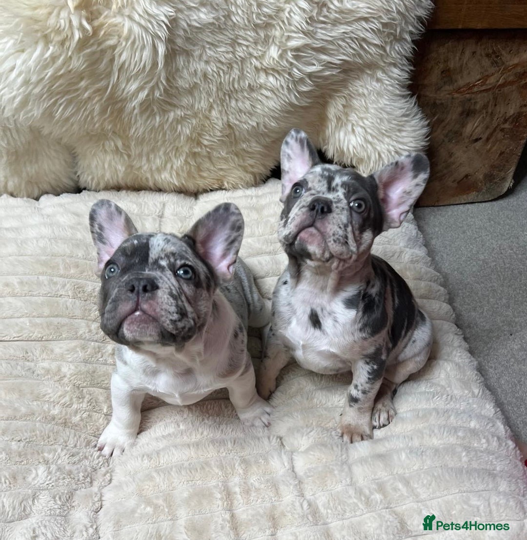French Bulldog dogs for sale: x1 GIRL LEFT! RARE PURE BLUE MERLE TAN PUPPIES  - Advert 9