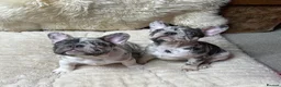 French Bulldog dogs for sale: x1 GIRL LEFT! RARE PURE BLUE MERLE TAN PUPPIES  - Advert 13