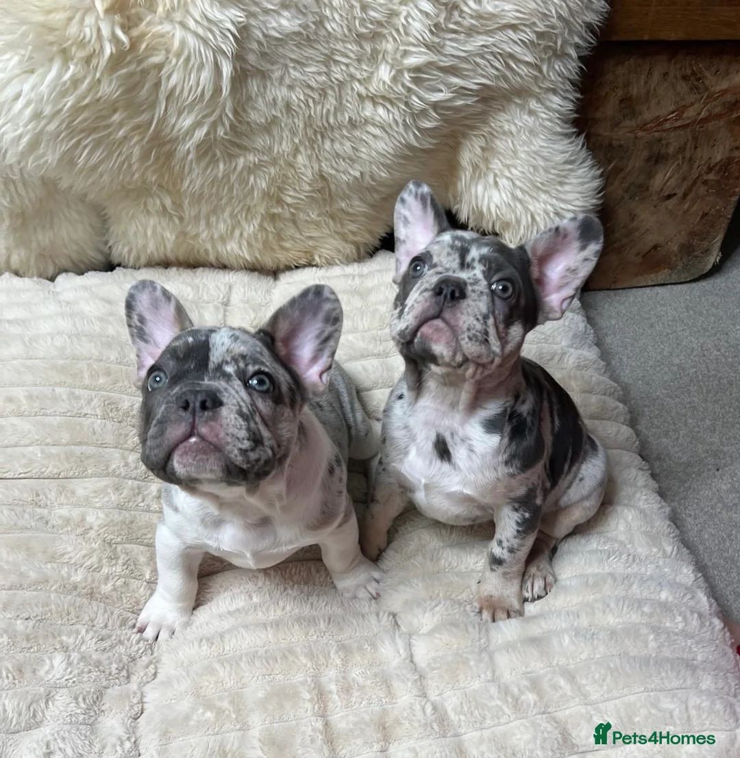 French Bulldog dogs for sale: x1 GIRL LEFT! RARE PURE BLUE MERLE TAN PUPPIES  - Advert 13
