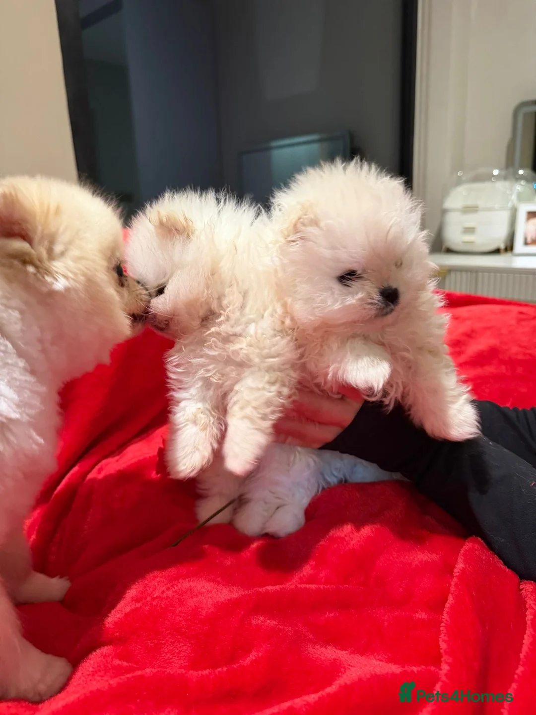 Pomeranian dogs for sale: 2 mini Pomeranian boys for sale  - Advert 4