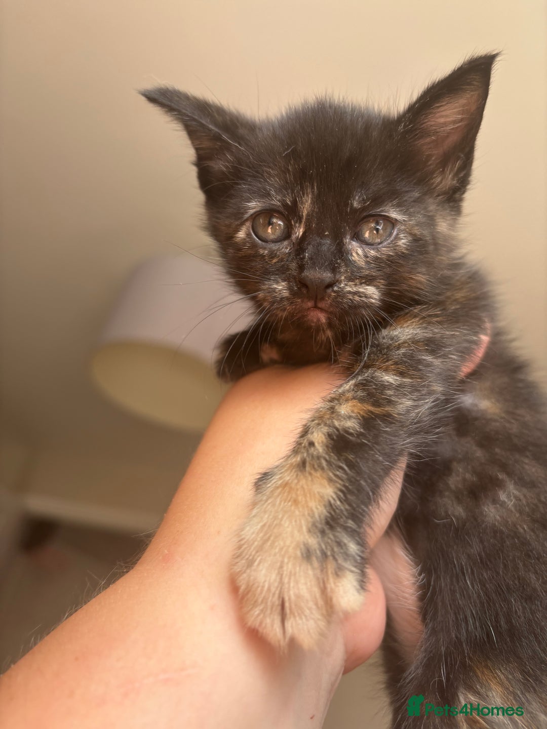 Maine Coon cats for sale: 1 girl left ready now! bengal/maine coon  - Image 9