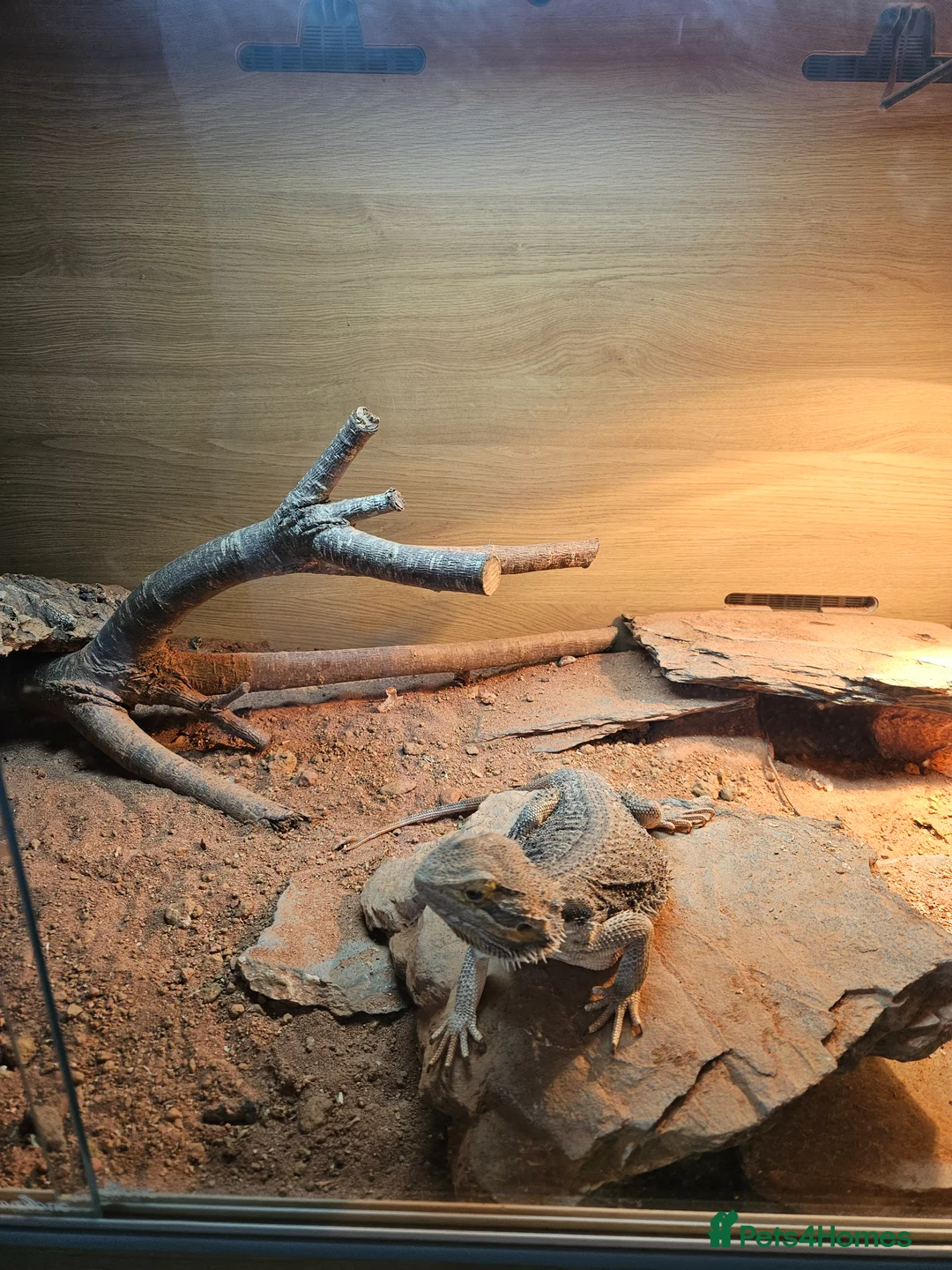 Bearded Dragon reptiles for sale: 5 year old bearded dragon & vivarium  in Penzance - Advert 2