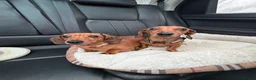 Dachshund dogs for sale: Mum and daughter mini dashounds for adoption   - Advert 5