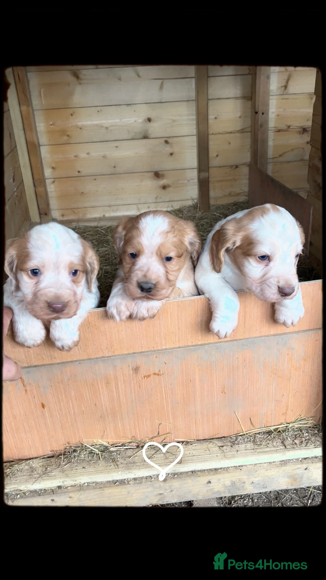 Cocker Spaniel dogs for sale: Beautiful cocker spaniel pups - Advert 1