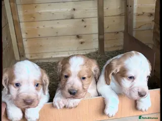 Cocker Spaniel dogs Beautiful cocker spaniel pups - Advert 3