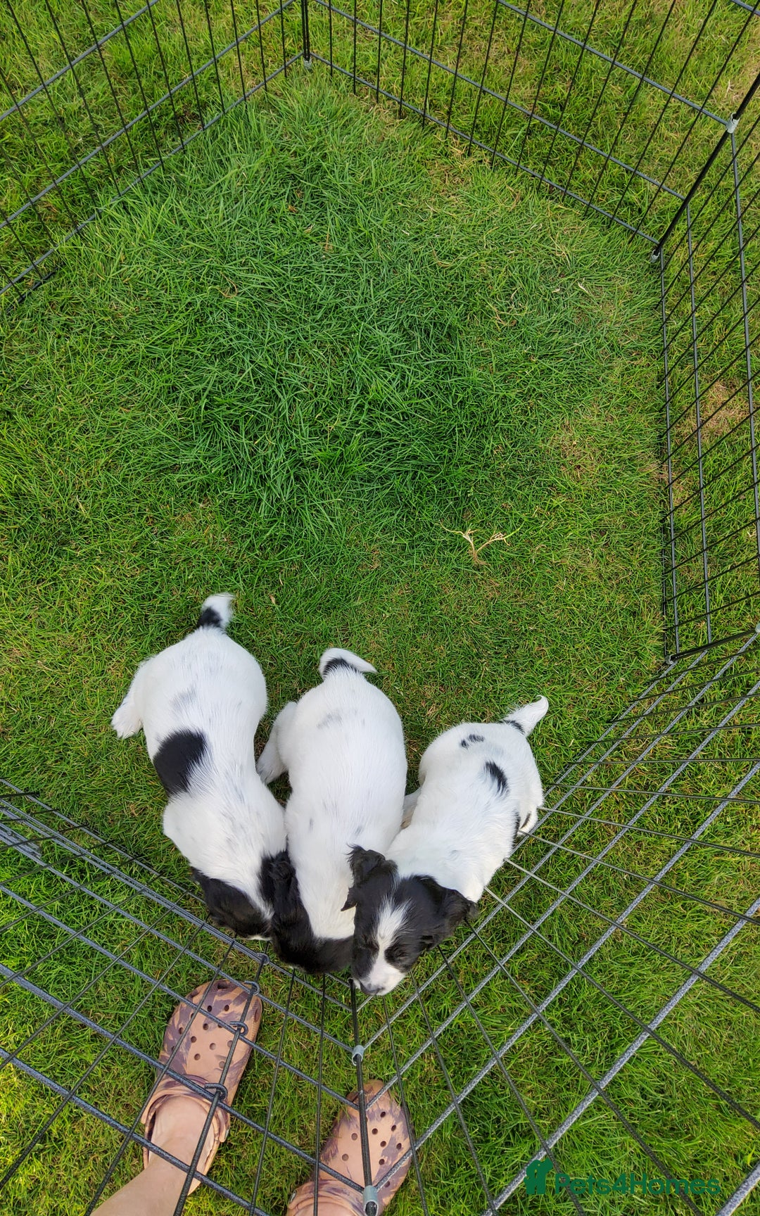 English Springer Spaniel dogs for sale: 3 male Springer Spaniel pups KC Reg and Pedigree - Image 24
