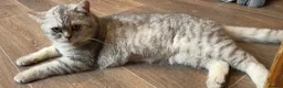 British Shorthair cats for sale: Young silver adult  - Advert 8