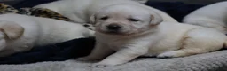 Goldador dogs for sale: Extensively Health tested, Chunky, Great with kids - Advert 4