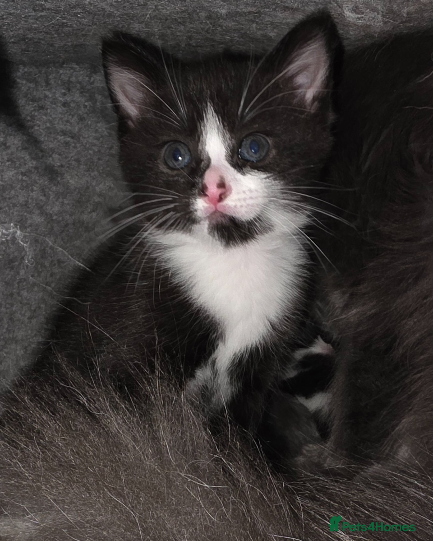 Mixed Breed cats Male Tuxedo Kitten - Advert 2