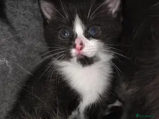 Mixed Breed cats Male Tuxedo Kitten - Advert 2