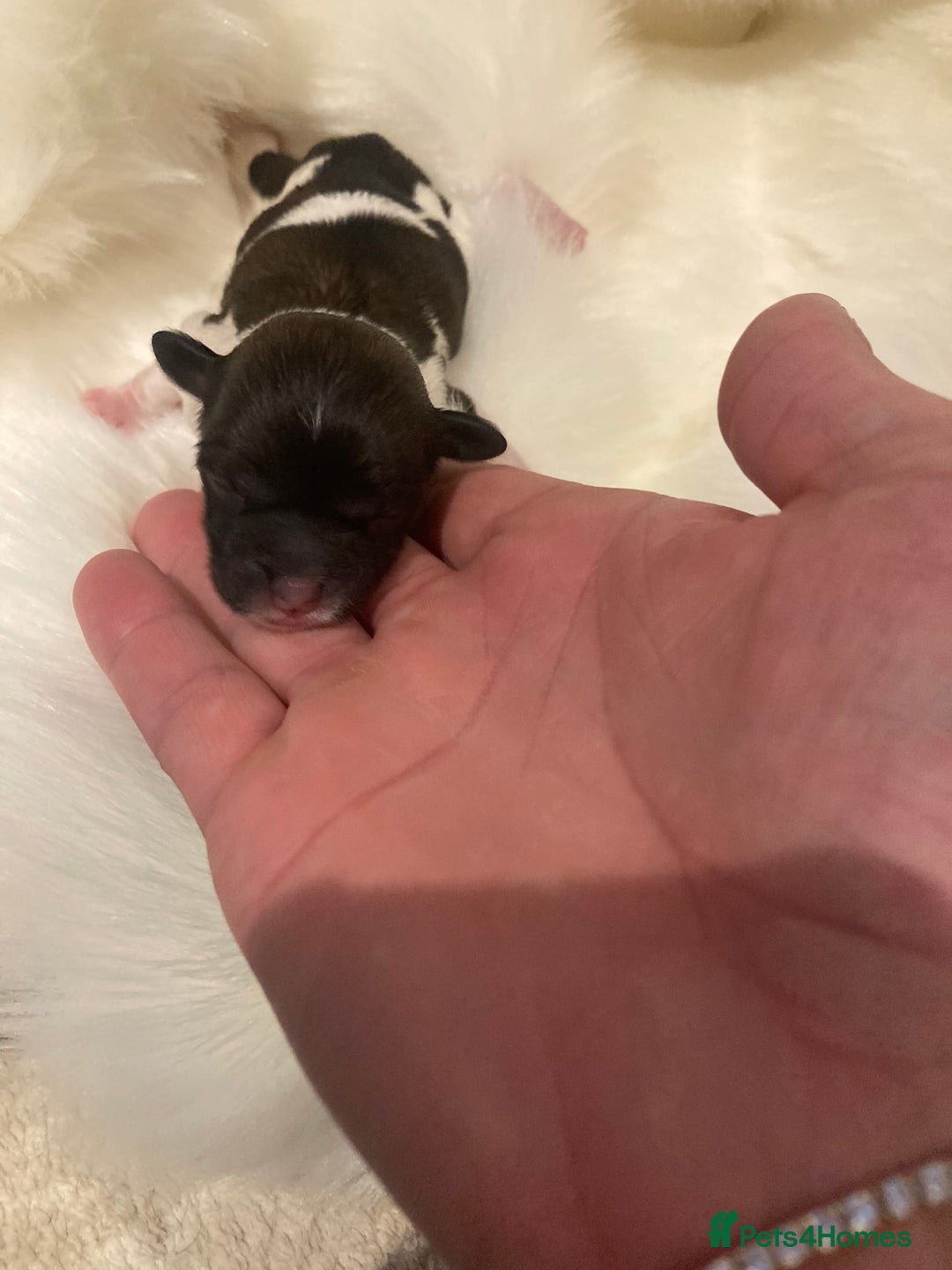 Shihpoo dogs for sale: Read the advert 5 star rated Toy shihpoo puppies - Image 3
