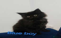 Mixed Breed cats for sale: Beautyfull fluffy kittens ragcoon - tuxedo cross  - Image 25