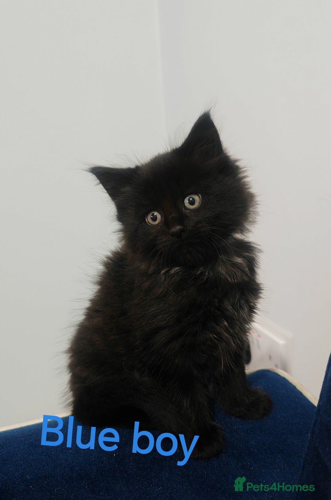 Mixed Breed cats for sale: Beautyfull fluffy kittens ragcoon - tuxedo cross  - Image 25