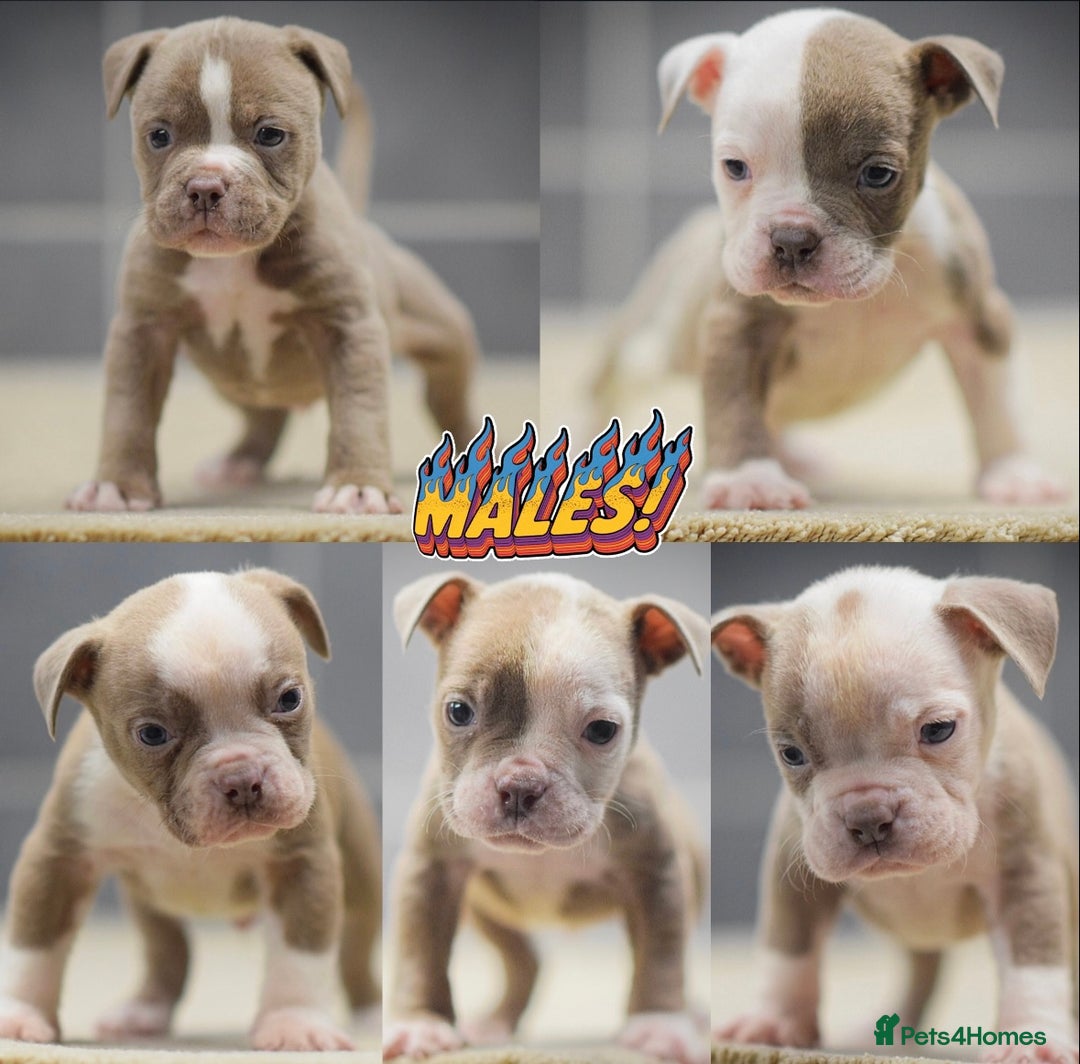 Old Tyme Bulldog dogs for sale: COUNCIL APPROVED,5⭐️RATED⭐️23 YEARS EXPERIENCE.  - Advert 1