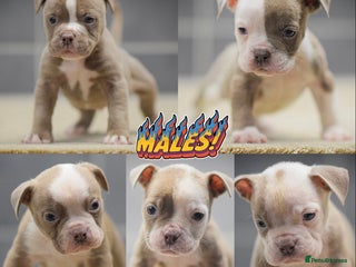 Old Tyme Bulldog dogs COUNCIL APPROVED,5⭐️RATED⭐️23 YEARS EXPERIENCE. - Advert 2