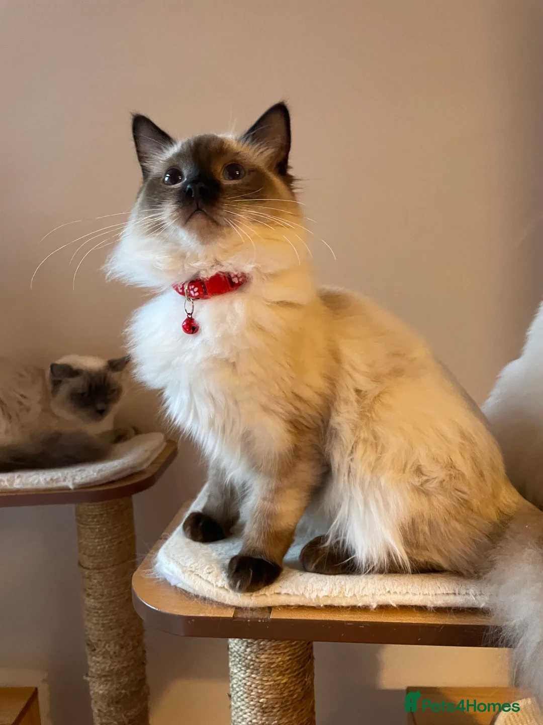 Ragdoll cats for sale: Beautiful Ragdoll boys - Advert 6