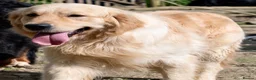Mixed Breed dogs for sale: Golden Pyrenees- Golden Retriever x Pyrenean - Advert 6