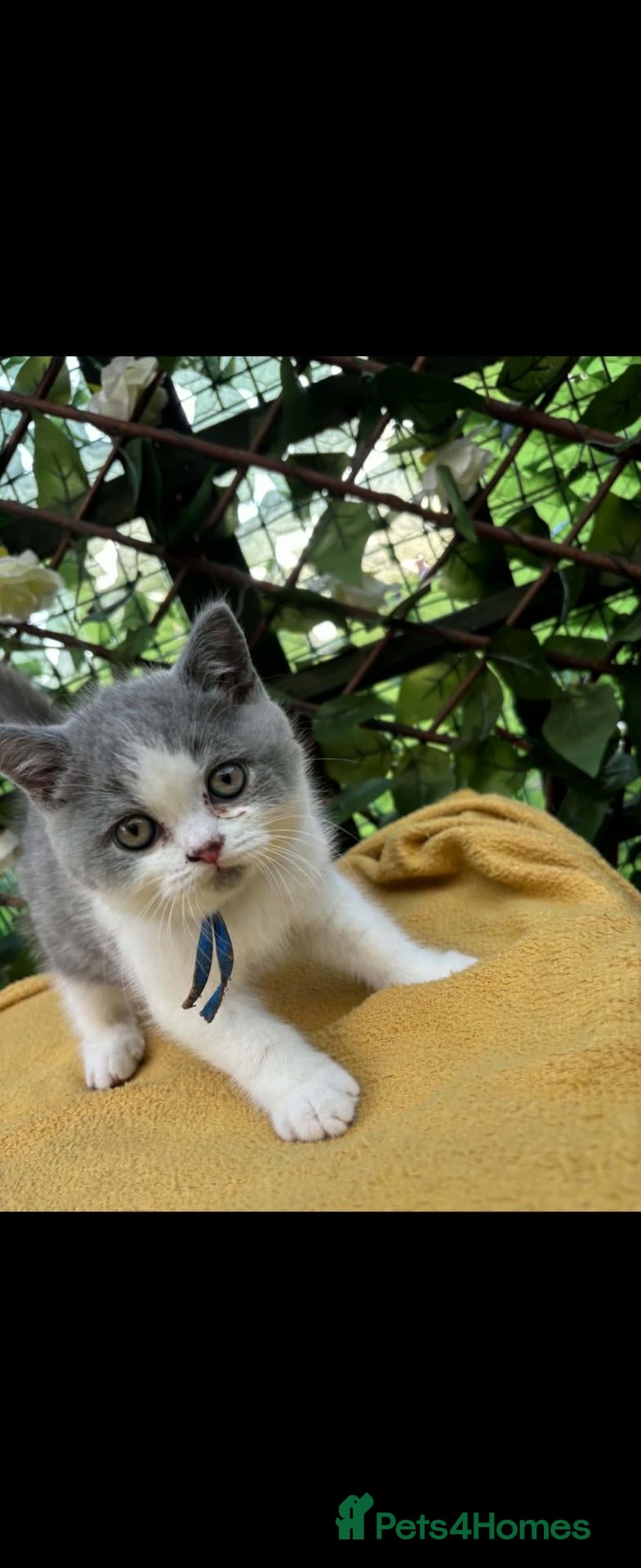 British Shorthair cats Still available Full British shorthairs ready now  - Advert 16