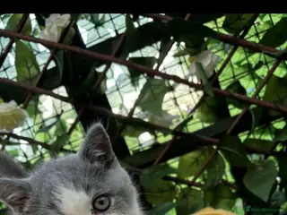 British Shorthair cats Still available Full British shorthairs ready now - Advert 4