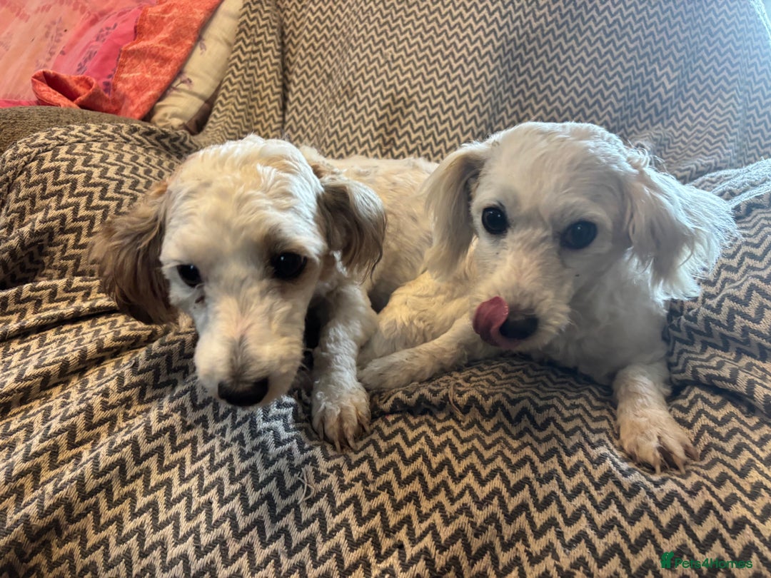Mixed Breed dogs for sale: Beautiful sisters needing new homes  - Image 5