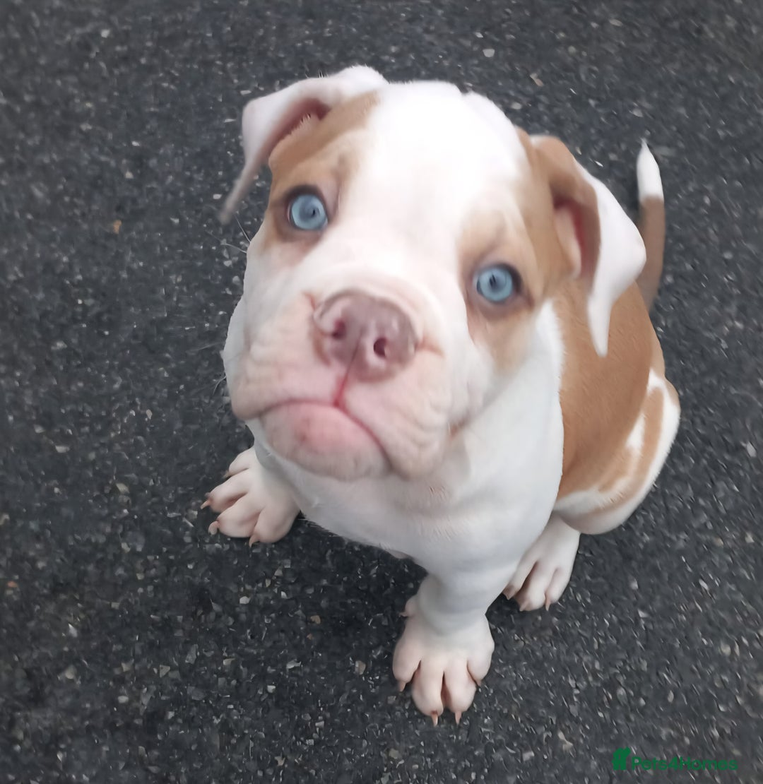 Olde English Bulldogge dogs for sale: 8 OLDE ENGLISH BULLDOG PUPS FOR SALE - Image 8