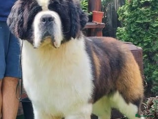 Saint Bernard dogs - Advert 2