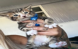 Bengal cats for sale: 5 kittens ready to go soon - Image 4