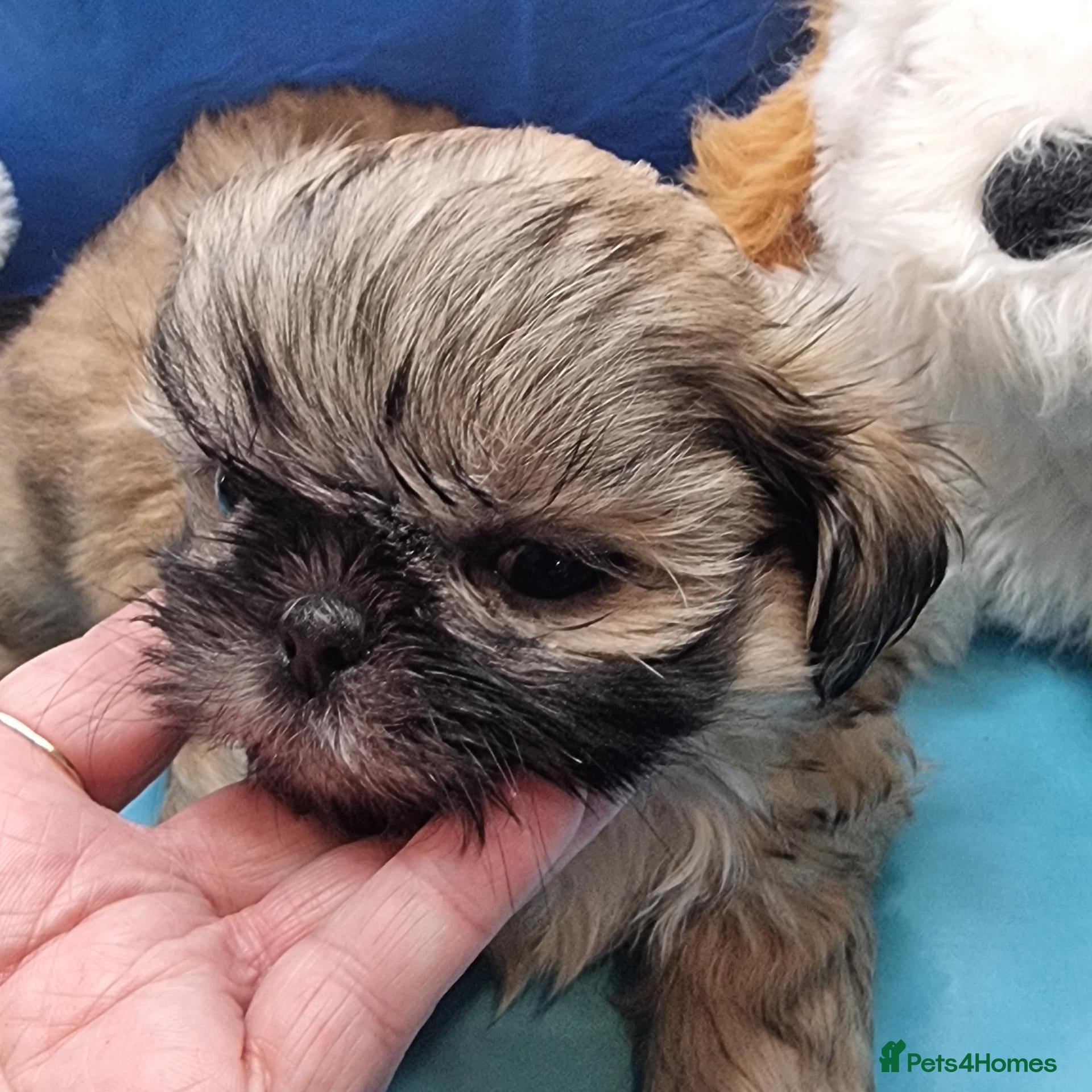 Shih Tzu dogs Kc reg Stunning tiny baby 2 boys - Advert 1