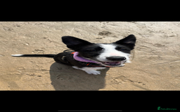 Mixed Breed dogs for sale: Beardie border pup  - Image 2